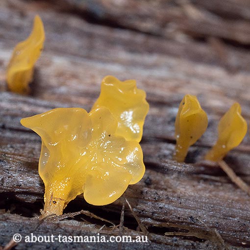 Dacrymyces sp., Tasmania, fungi