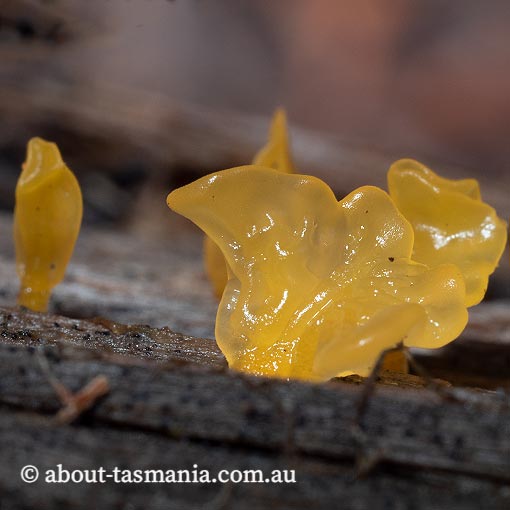 Dacrymyces sp., Tasmania, fungi