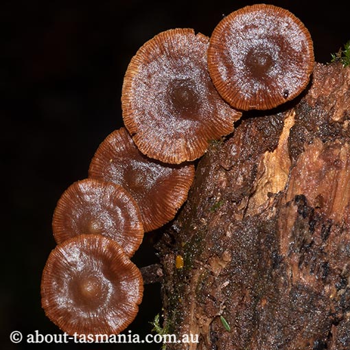Kuehneromyces brunneoalbescens, Psilocybe brunneoalbescens, fungi in Tasmania