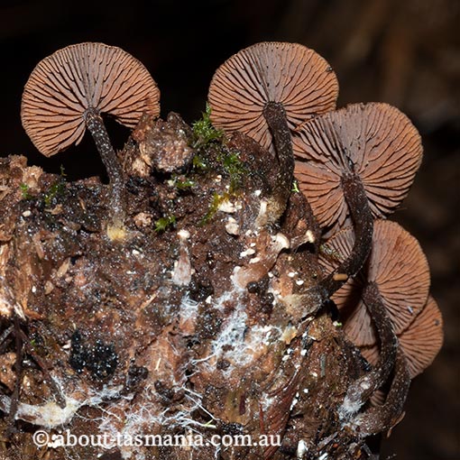 Kuehneromyces brunneoalbescens, Psilocybe brunneoalbescens, fungi in Tasmania