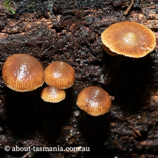 Kuehneromyces brunneoalbescens, Psilocybe brunneoalbescens, fungi in Tasmania