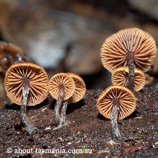 Kuehneromyces brunneoalbescens, Psilocybe brunneoalbescens, fungi in Tasmania