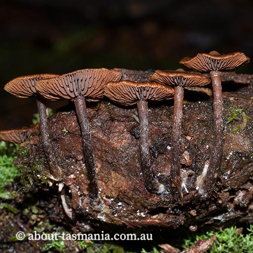 Kuehneromyces brunneoalbescens, Psilocybe brunneoalbescens, fungi in Tasmania