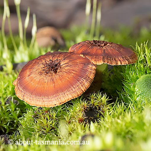 Laccocephalum sclerotinium, Tasmania, fungi