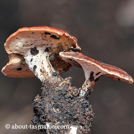 Laccocephalum sclerotinium, Tasmania, fungi