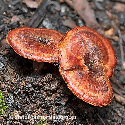 Laccocephalum sclerotinium, Tasmania, fungi
