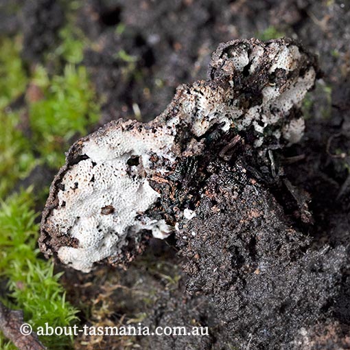 Laccocephalum sclerotinium, Tasmania, fungi