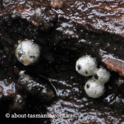 Lasiosphaeria ovina, Tasmania, fungi