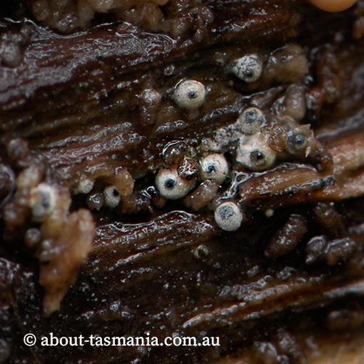 Lasiosphaeria ovina, Tasmania, fungi