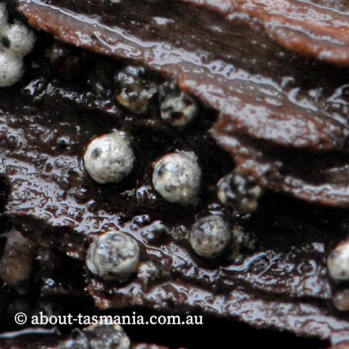 Lasiosphaeria ovina, Tasmania, fungi