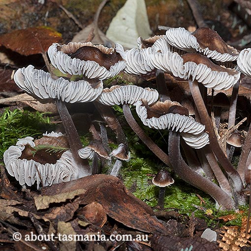 Mycena aff. atrata, Tasmania, fungi
