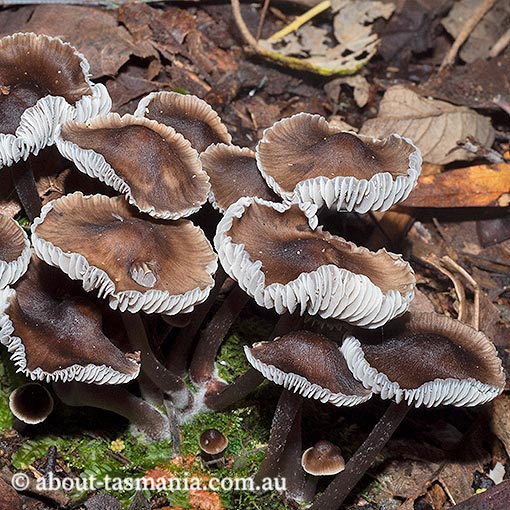 Mycena aff. atrata, Tasmania, fungi