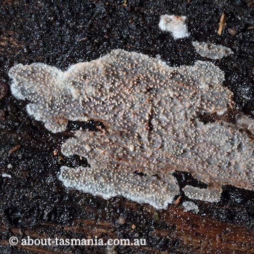 Mycoacia fuscoatra, Tasmania, fungi