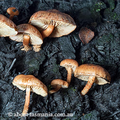 Pholiota highlandensis, Tasmania, fungi