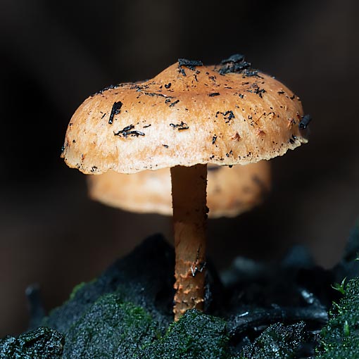 Pholiota highlandensis, Tasmania, fungi