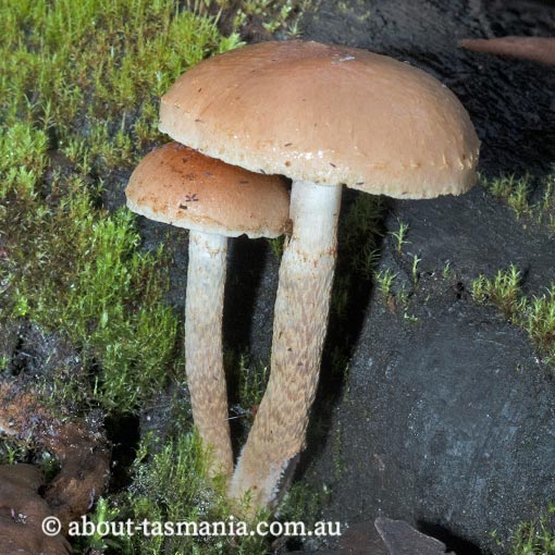Pholiota pallidocaulis, Tasmania, fungi