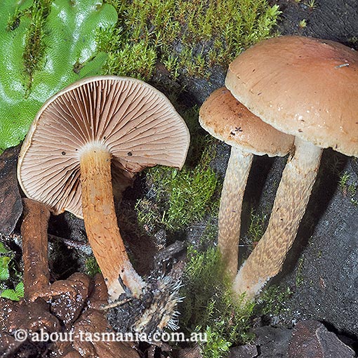 Pholiota pallidocaulis, Tasmania, fungi