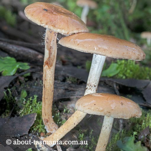 Pholiota pallidocaulis, Tasmania, fungi