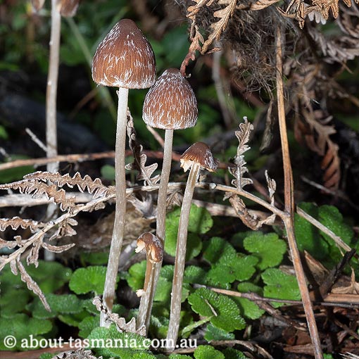 Psathyrella sp., Tasmania, fungi