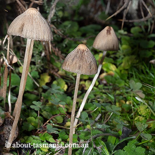 Psathyrella sp., Tasmania, fungi