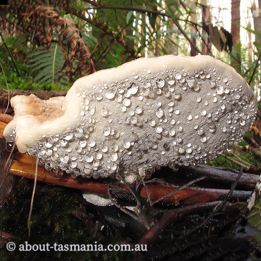 Ryvardenia cretacea, Tasmania, fungi