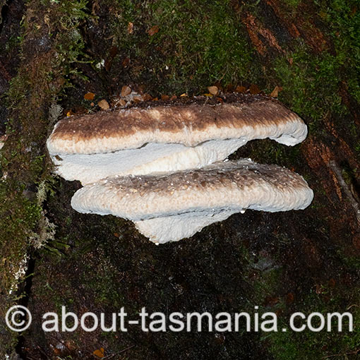 Ryvardenia cretacea, Tasmania, fungi