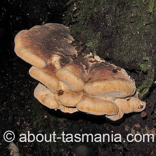 Ryvardenia cretacea, Tasmania, fungi