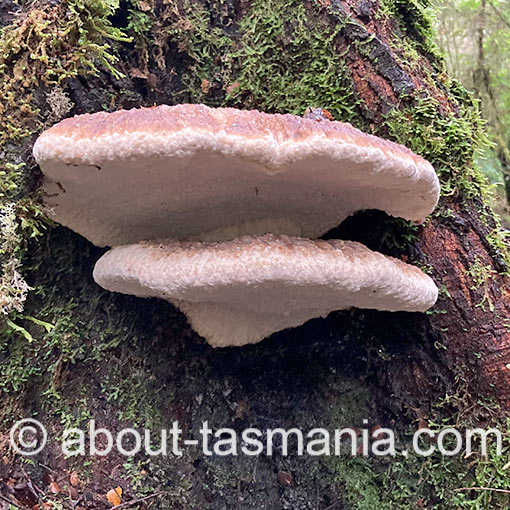 Ryvardenia cretacea, Tasmania, fungi