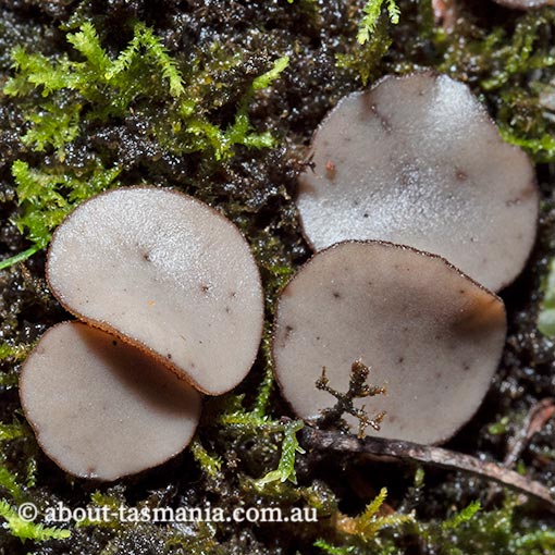 Tatraea macrospora, Tasmania, fungi