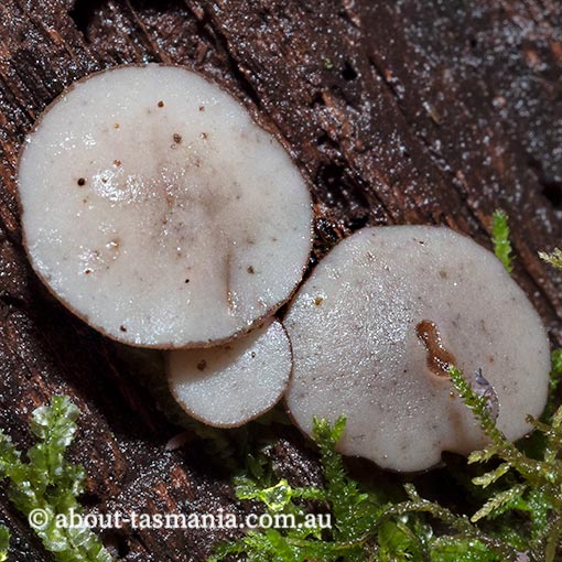 Tatraea macrospora, Tasmania, fungi