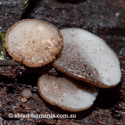 Tatraea macrospora, Tasmania, fungi