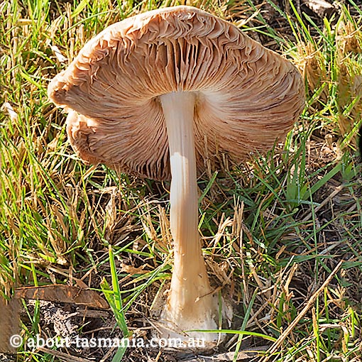 Volvopluteus gloiocephalus, Tasmania, fungi