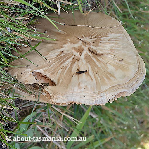 Volvopluteus gloiocephalus, Tasmania, fungi