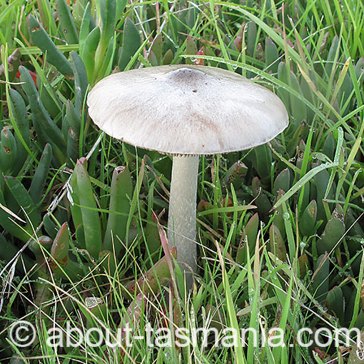 Volvopluteus gloiocephalus, fungi, Tasmania