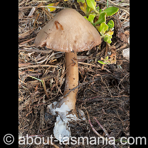 Volvopluteus gloiocephalus, fungi, Tasmania