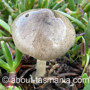 Volvopluteus gloiocephalus