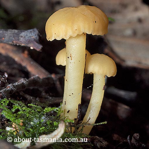 Camarophyllopsis 'yellow', Tasmania, fungi