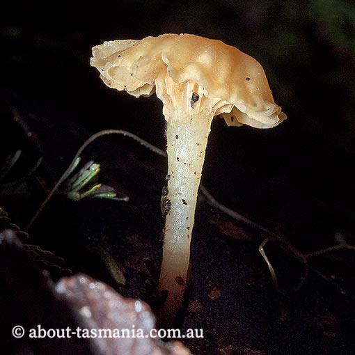 Camarophyllopsis 'yellow', Tasmania, fungi