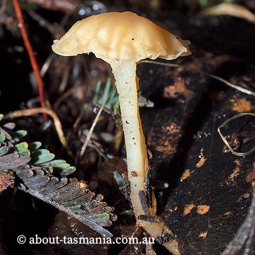 Camarophyllopsis 'yellow', Tasmania, fungi
