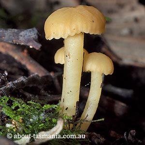 Camarophyllopsis ‘yellow’