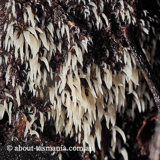 Deflexula fascicularis, Tasmania, fungi
