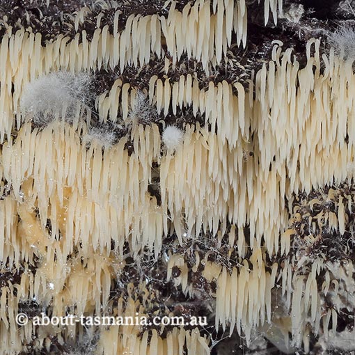 Deflexula fascicularis, Tasmania, fungi
