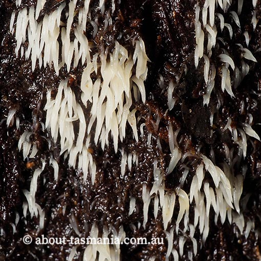 Deflexula fascicularis, Tasmania, fungi
