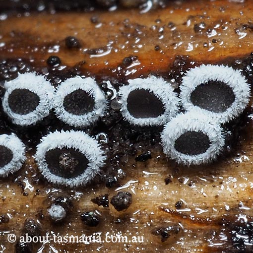Lachnella alboviolascens, Tasmania, fungi