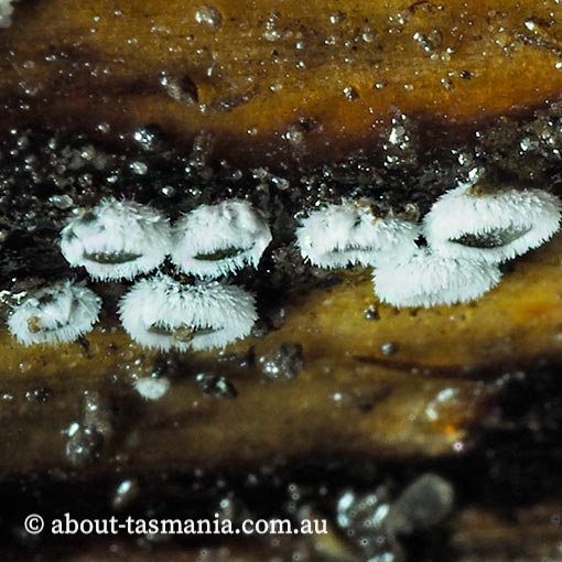 Lachnella alboviolascens, Tasmania, fungi