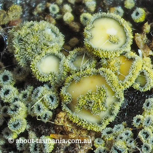 Neodasyscypha cerina, Tasmania, fungi