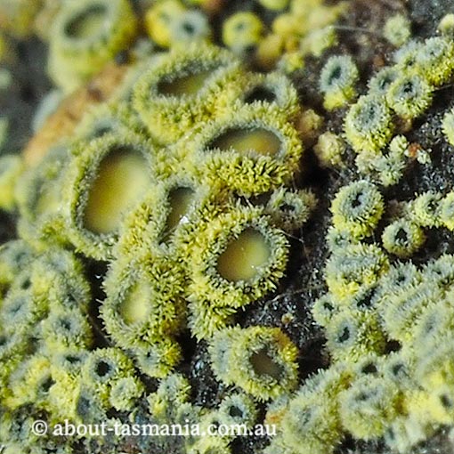 Neodasyscypha cerina, Tasmania, fungi
