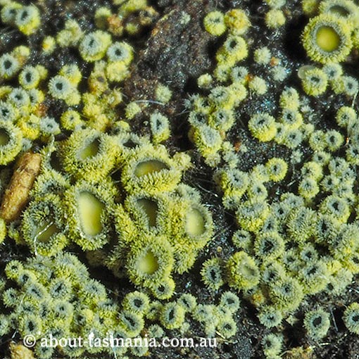 Neodasyscypha cerina, Tasmania, fungi