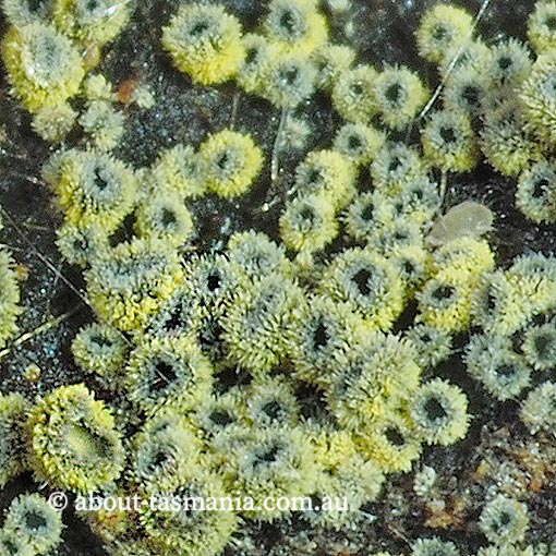 Neodasyscypha cerina, Tasmania, fungi