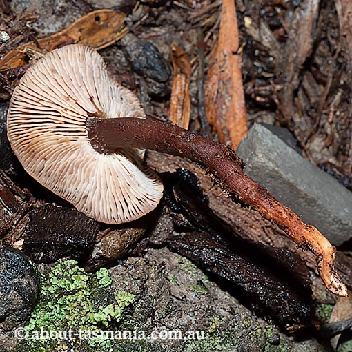 Phaeocollybia tasmanica, Tasmania, fungi